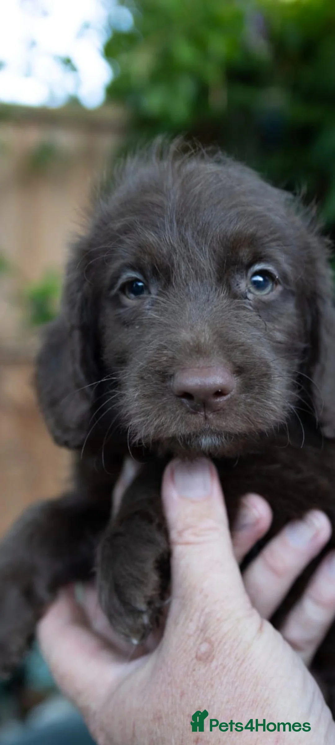 Labradoodle dogs for sale: Miniature labradoodles  - Advert 2