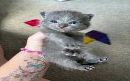 Mixed Breed cats for sale: 5 kittens will be looking for a forever home - Image 2