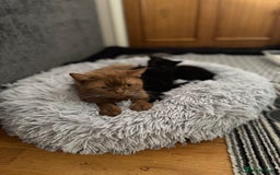 British Shorthair cats for sale: 🐾✨ 4 Tiny Superstars ✨🐾 - Image 14