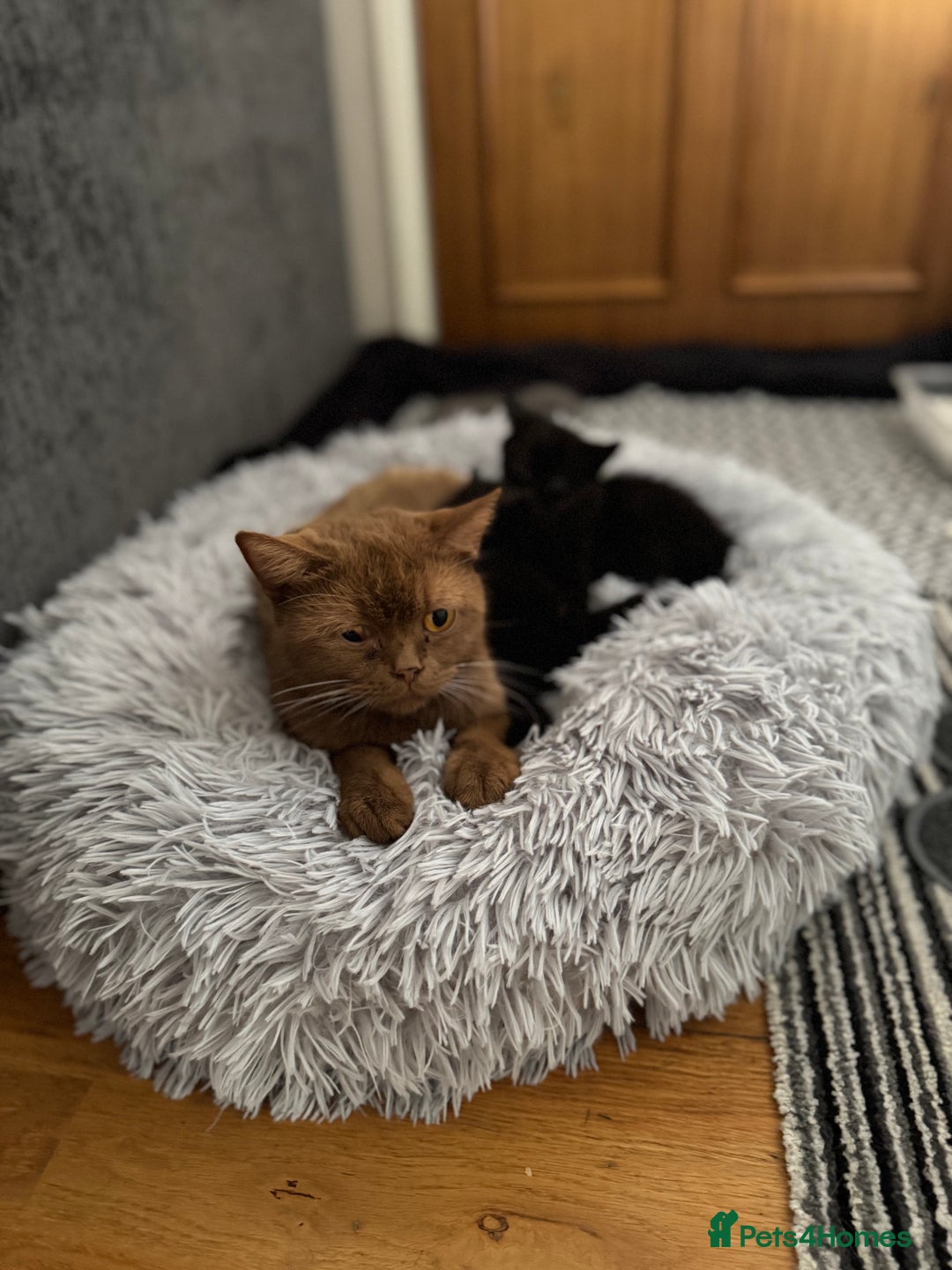 British Shorthair cats for sale: 🐾✨ 4 Tiny Superstars ✨🐾 - Image 14