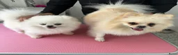 Pomeranian dogs for stud:  🏆 Asian White🏆 Pom TINY - Advert 18