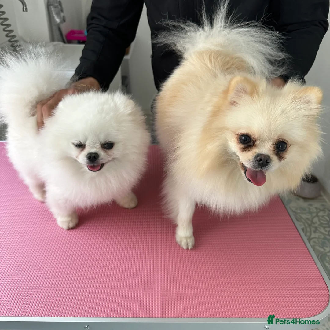 Pomeranian dogs for stud:  🏆 Asian White🏆 Pom TINY - Advert 18