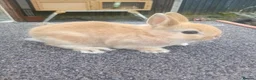 Netherland Dwarf rabbits for sale: Netherland dwarf baby  - Advert 2
