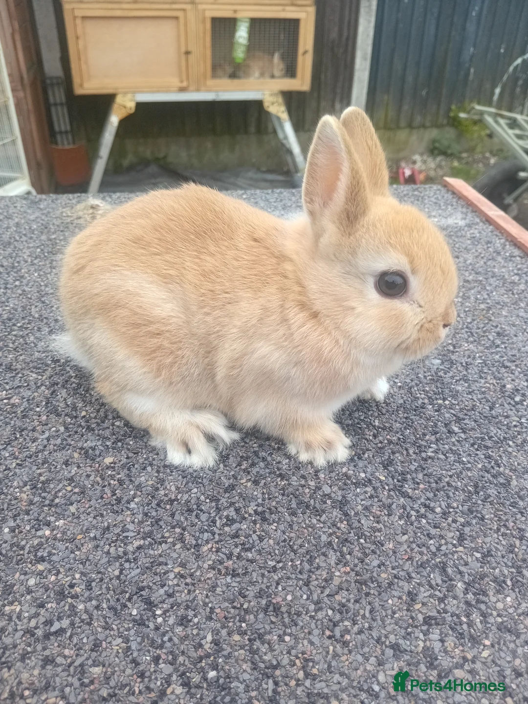 Netherland Dwarf rabbits for sale: Netherland dwarf baby  - Advert 2