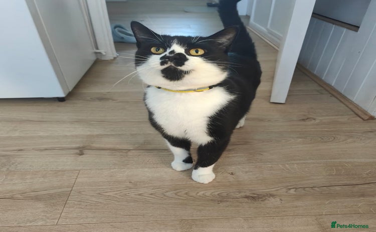 Domestic Shorthair cats - Advert 8