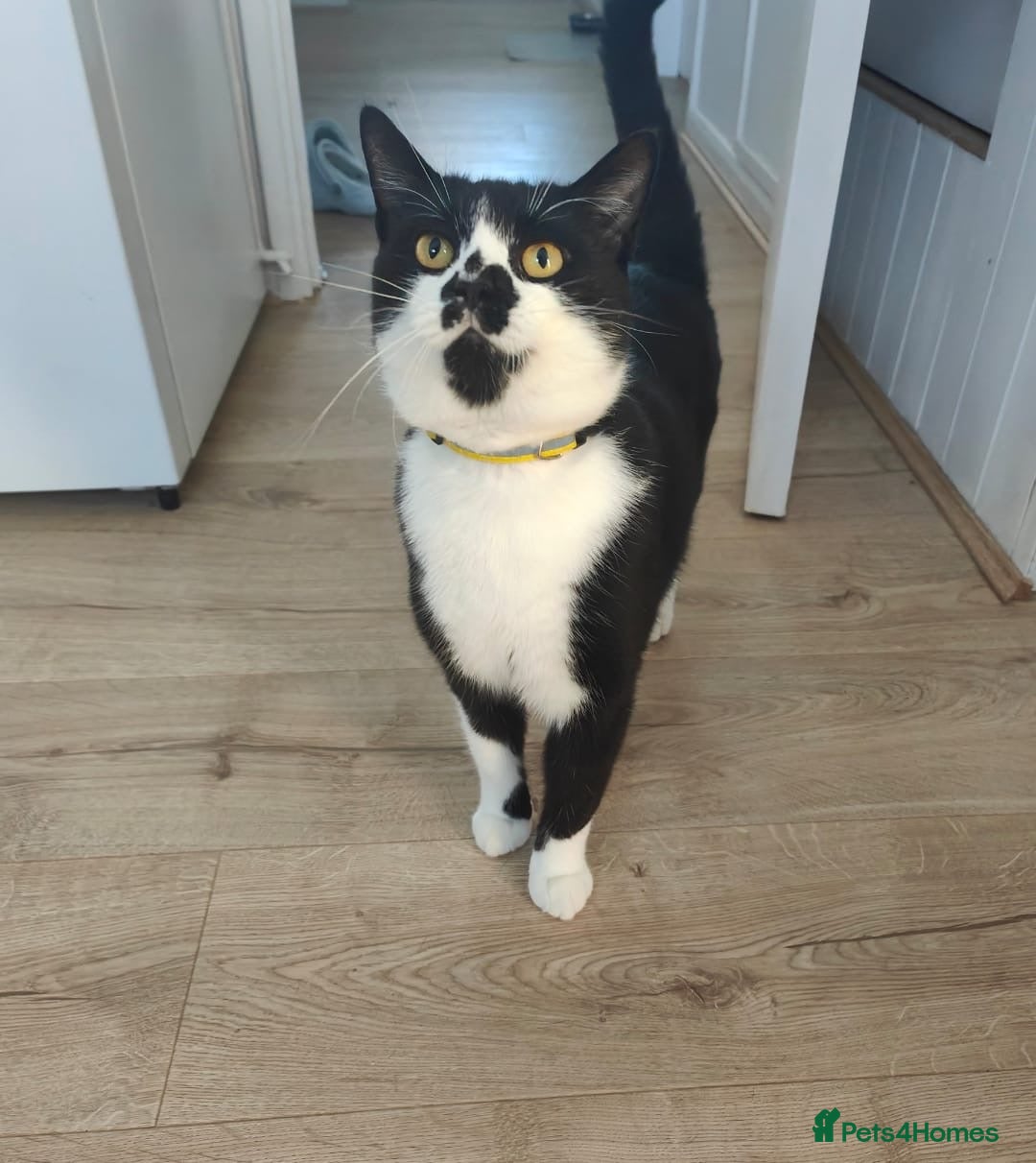 Domestic Shorthair cats for sale: Male Cat - Urgent need of rehoming  - Image 1