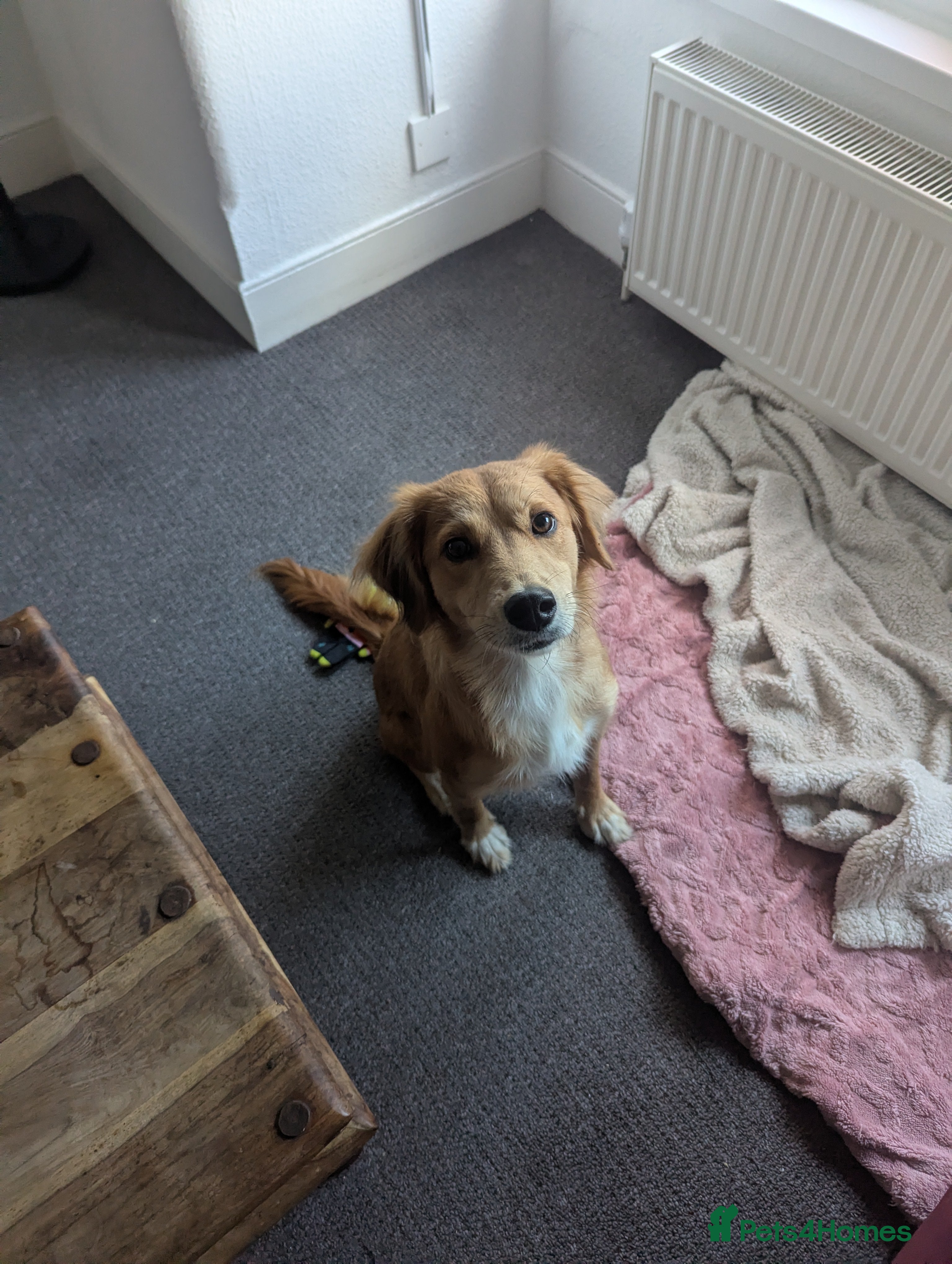 Mixed Breed dogs 2 brown golden retriever/ Britney spaniel mix - Advert 1