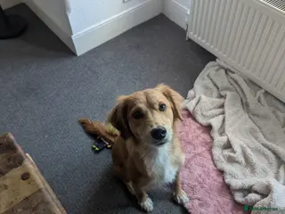 Mixed Breed dogs 2 brown golden retriever/ Britney spaniel mix - Advert 1