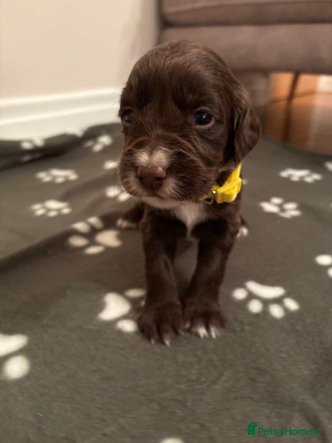 Cocker Spaniel dogs for sale: Stunning Chocolate KC cocker puppies - Advert 15