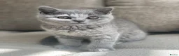 British Shorthair cats for sale: Champion lines🏆 Pedigree British Shorthairs - Advert 8