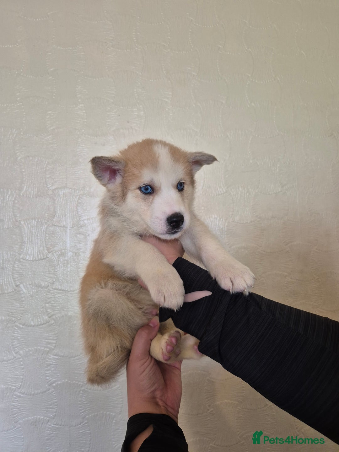 Siberian Husky dogs for sale: Beautiful Husky Looking for Their Forever Homes - Advert 26