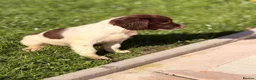 English Springer Spaniel dogs for sale: English Springer Spanel (KC Reg, Vet tail dock)  - Advert 4