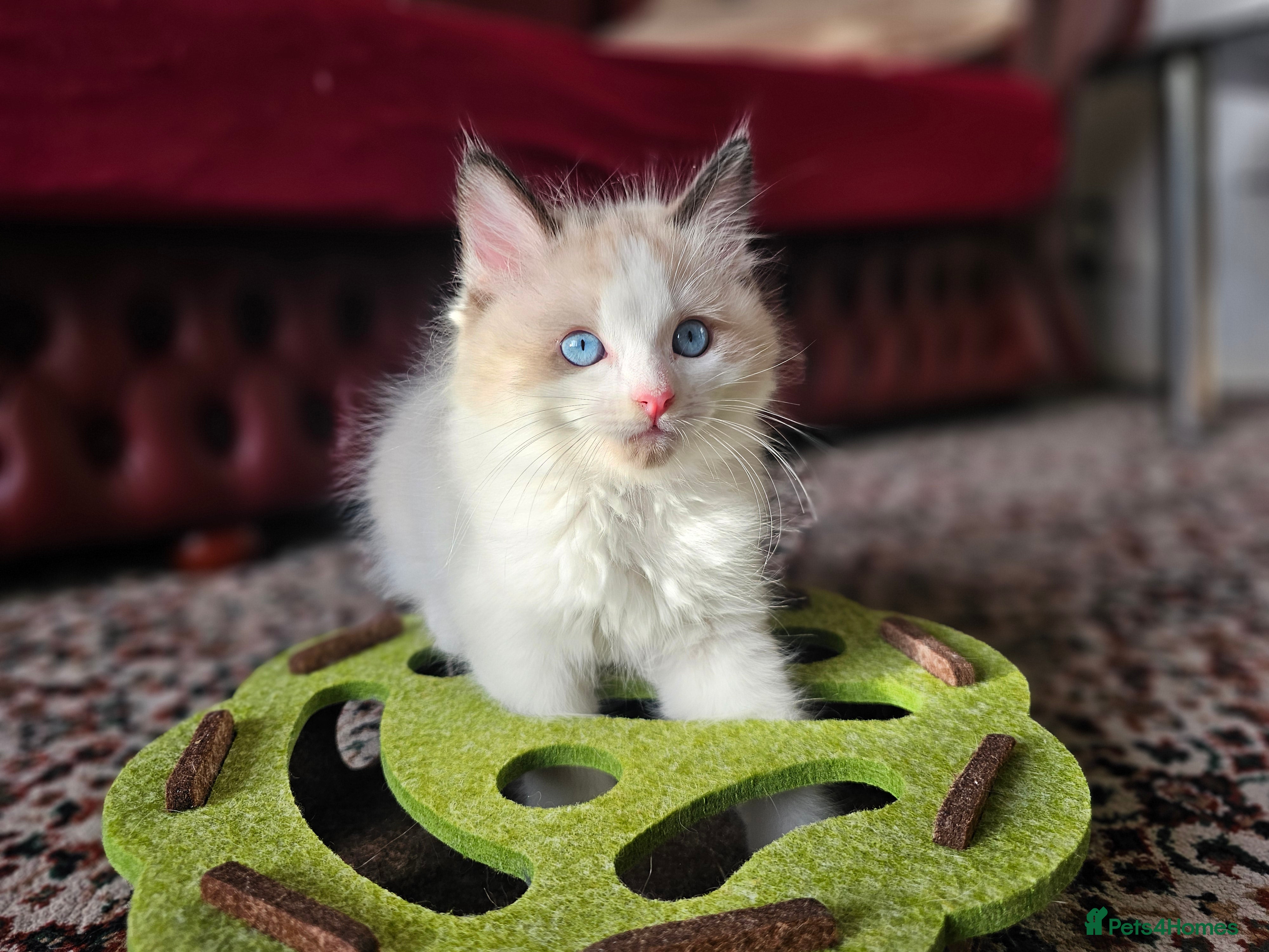 Ragdoll cats Ragdoll x Siamese kittens /1 boy left - Advert 13