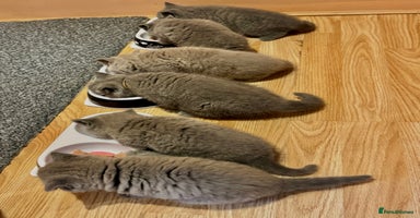 British Shorthair cats - Advert 2