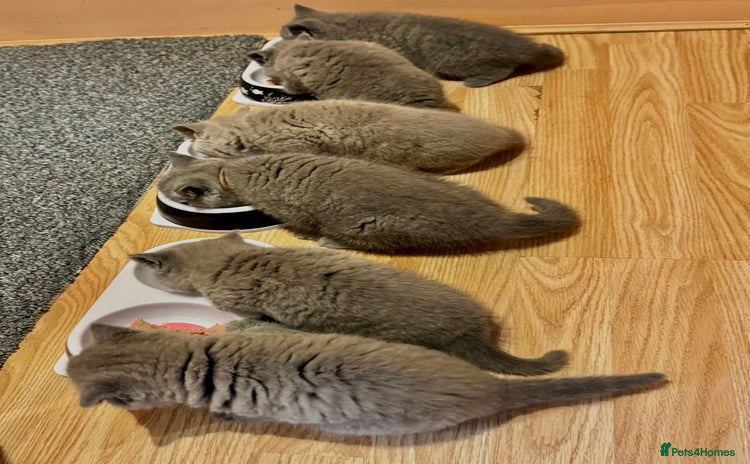 British Shorthair cats - Advert 8