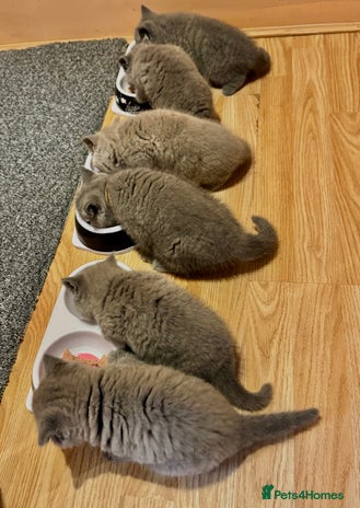 British Shorthair cats - Advert 11