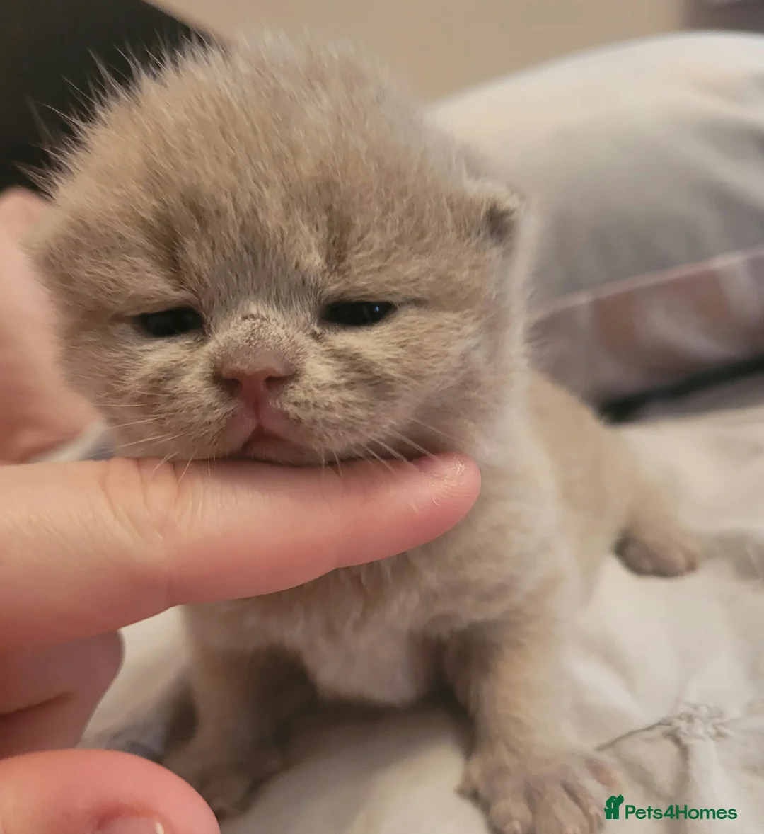 British Shorthair cats for stud: Imported Pedigree British Shorthair, BG B in London - Advert 14