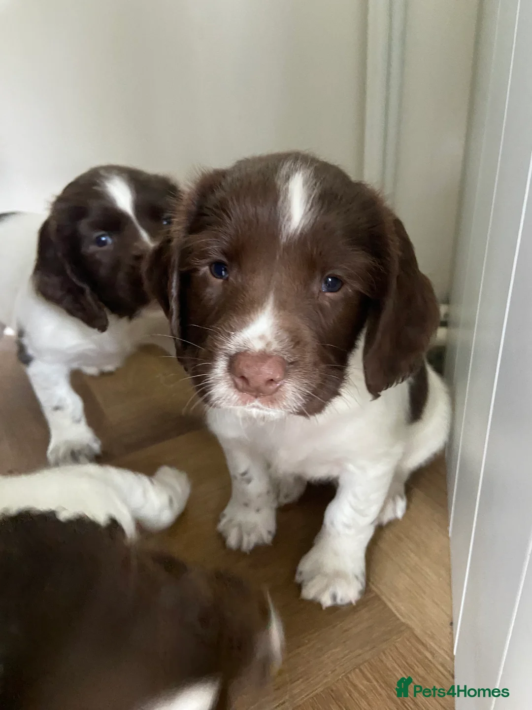 English Springer Spaniel dogs for sale: Springer spaniel puppies - 2 boys remaining - Advert 2