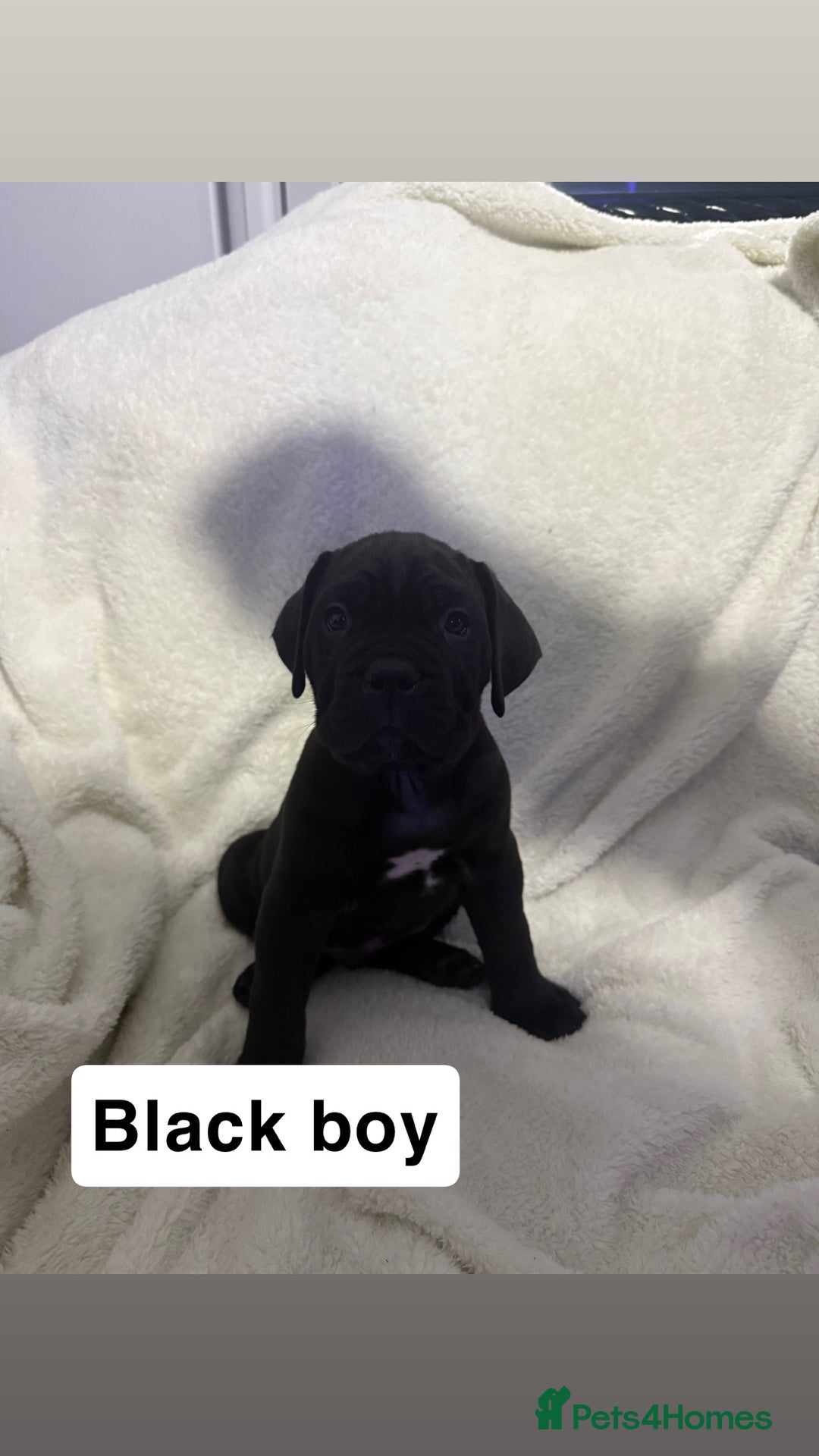 Cane Corso dogs for sale: 12 beautiful cane corso puppies 🐾 - Advert 17