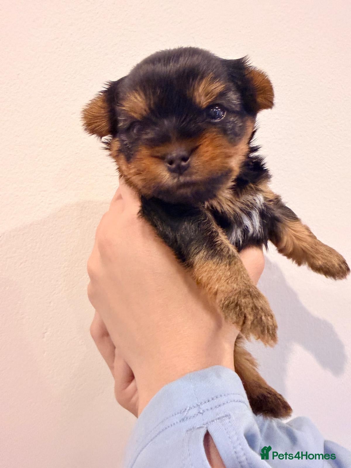 Yorkshire Terrier dogs Beautiful handsome🐶 Yorkshire Terrier Boy - Advert 13