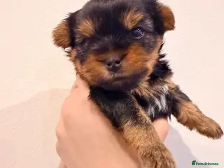 Yorkshire Terrier dogs Beautiful handsome🐶 Yorkshire Terrier Boy - Advert 13