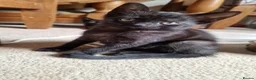 Mixed Breed cats for sale: 2 last kittens left  - Advert 4
