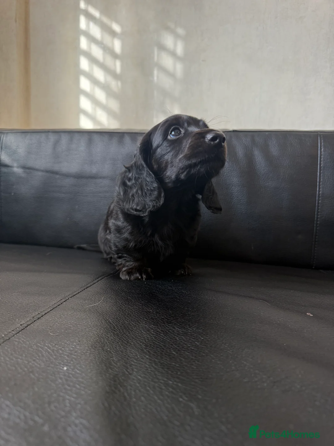 Miniature Dachshund dogs for sale: Mini long hair dachshunds  - Advert 17