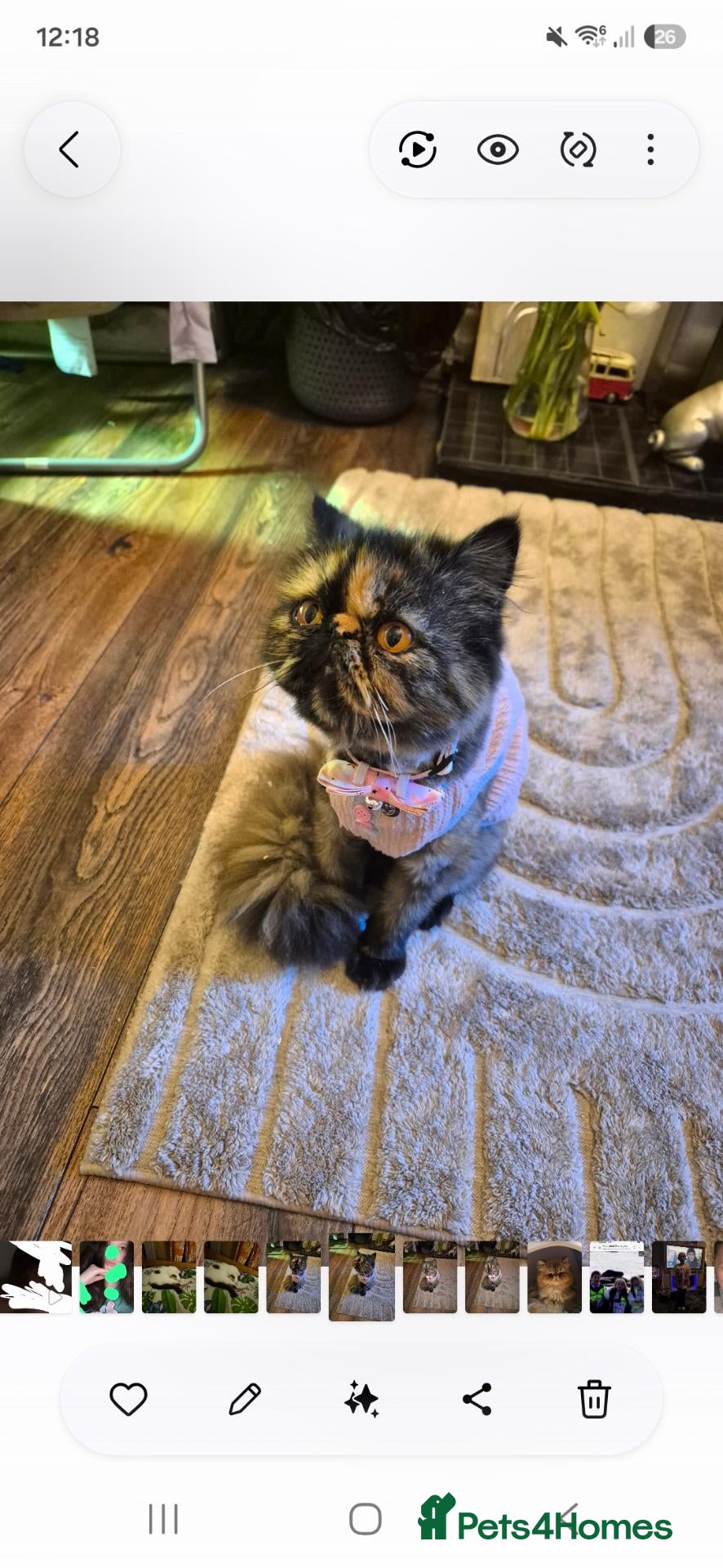 Mixed Breed cats Beautiful persian cross kittens  - Advert 8