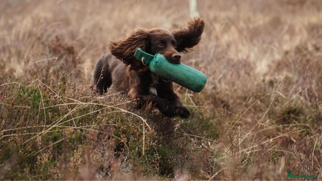 Cocker Spaniel dogs for stud: 100% Cocker spaniel proven stud - Advert 4
