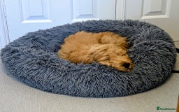 Goldendoodle dogs for sale: Goldendoodle fabulous male puppy!  - Image 2