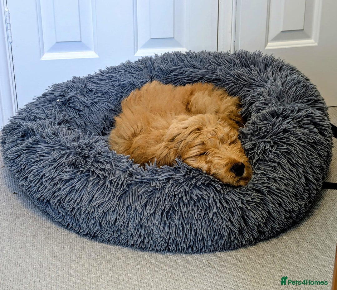 Goldendoodle dogs for sale: Goldendoodle fabulous male puppy!  - Image 2