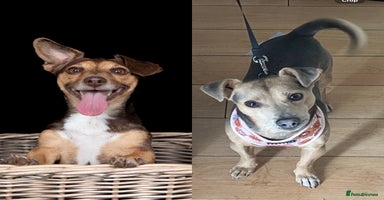 Jack Russell dogs - Advert 2