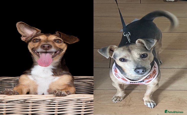 Jack Russell dogs - Advert 12