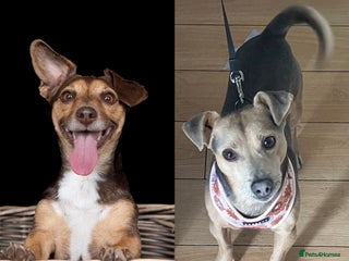 Jack Russell dogs - Advert 6