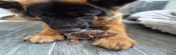 Miniature Dachshund dogs for sale: Gorgeous litter of miniature Dachshunds 🤎 - Advert 7