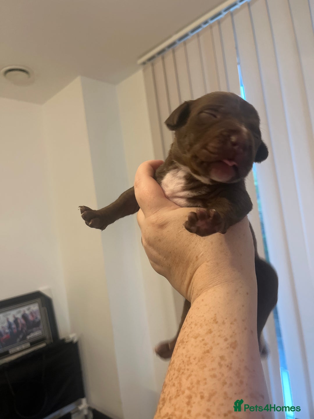 Mixed Breed dogs for sale: Cane corso x staff - Image 11