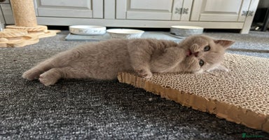 British Shorthair cats - Advert 14
