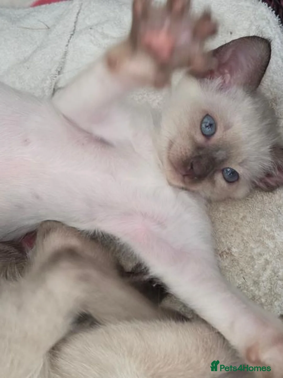 Siamese cats for sale: Beautiful Purebred Siamese Kittens for Sale  in Leeds - Advert 2
