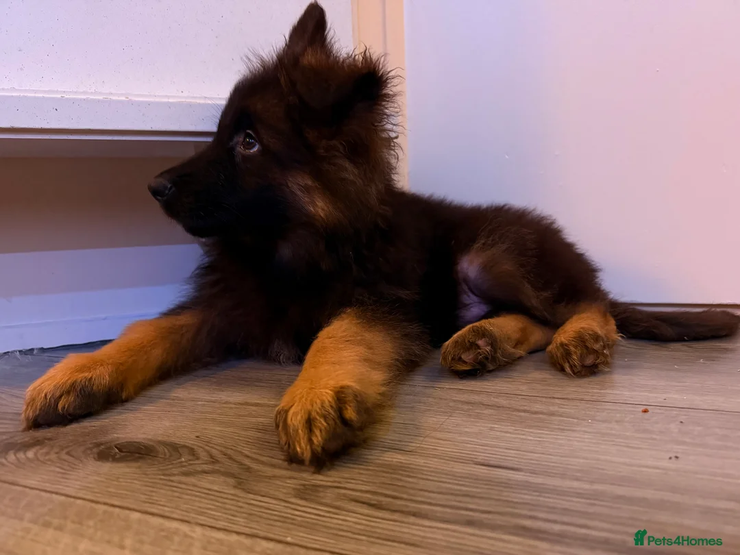 German Shepherd dogs for sale: Kc Registered Long Haired German Shepherd Puppies - Advert 25