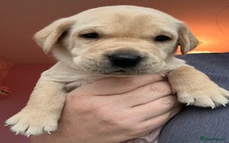 Labrador Retriever dogs for sale: 8 Beautiful Golden Labrador Puppies  - Advert 7