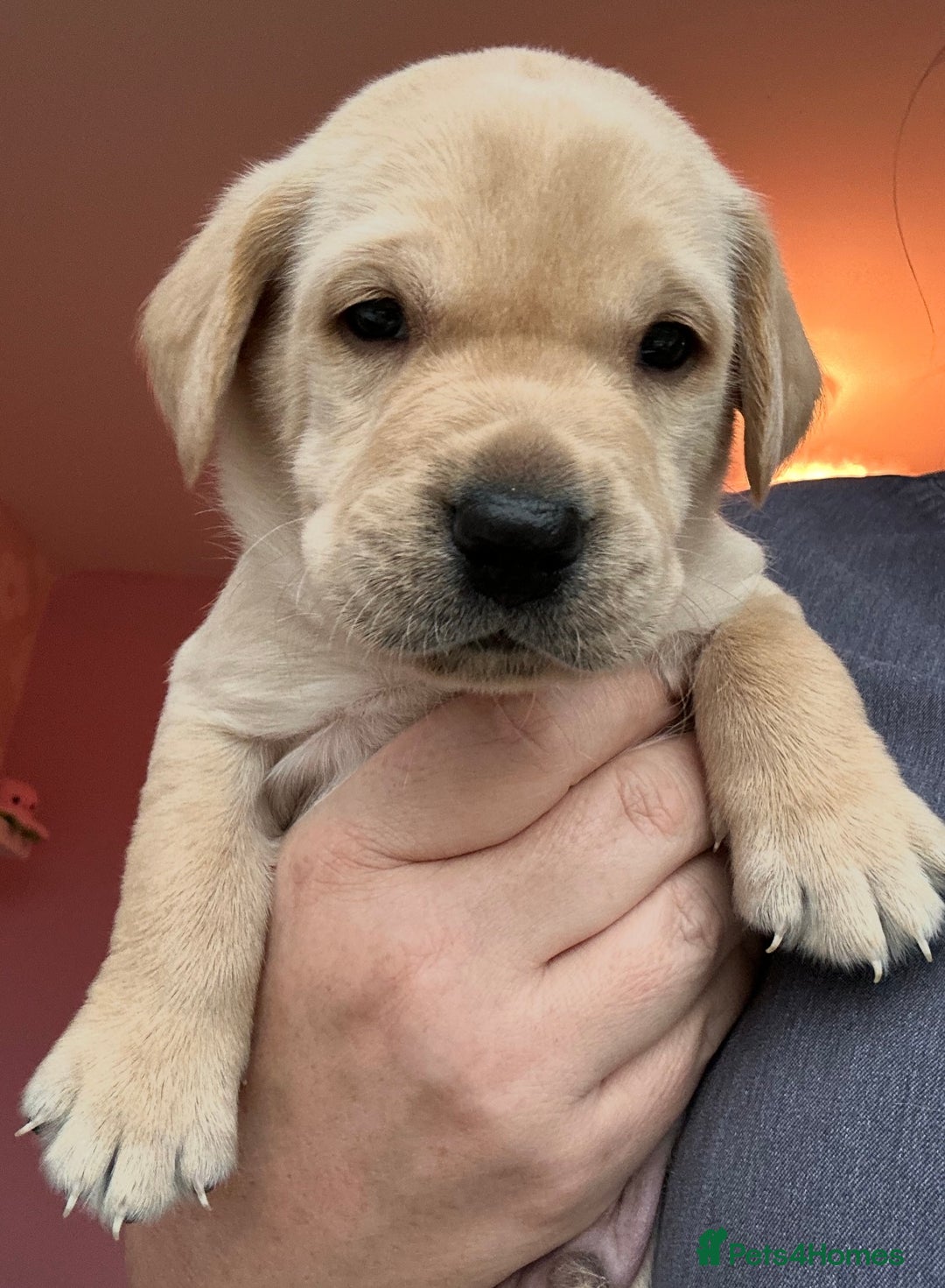 Labrador Retriever dogs for sale: 8 Beautiful Golden Labrador Puppies  - Advert 7