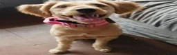Mixed Breed dogs for sale: Beautiful pup  - Advert 5