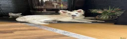 White Swiss Shepherd dogs for sale: White Swiss Shepherd  - Advert 2