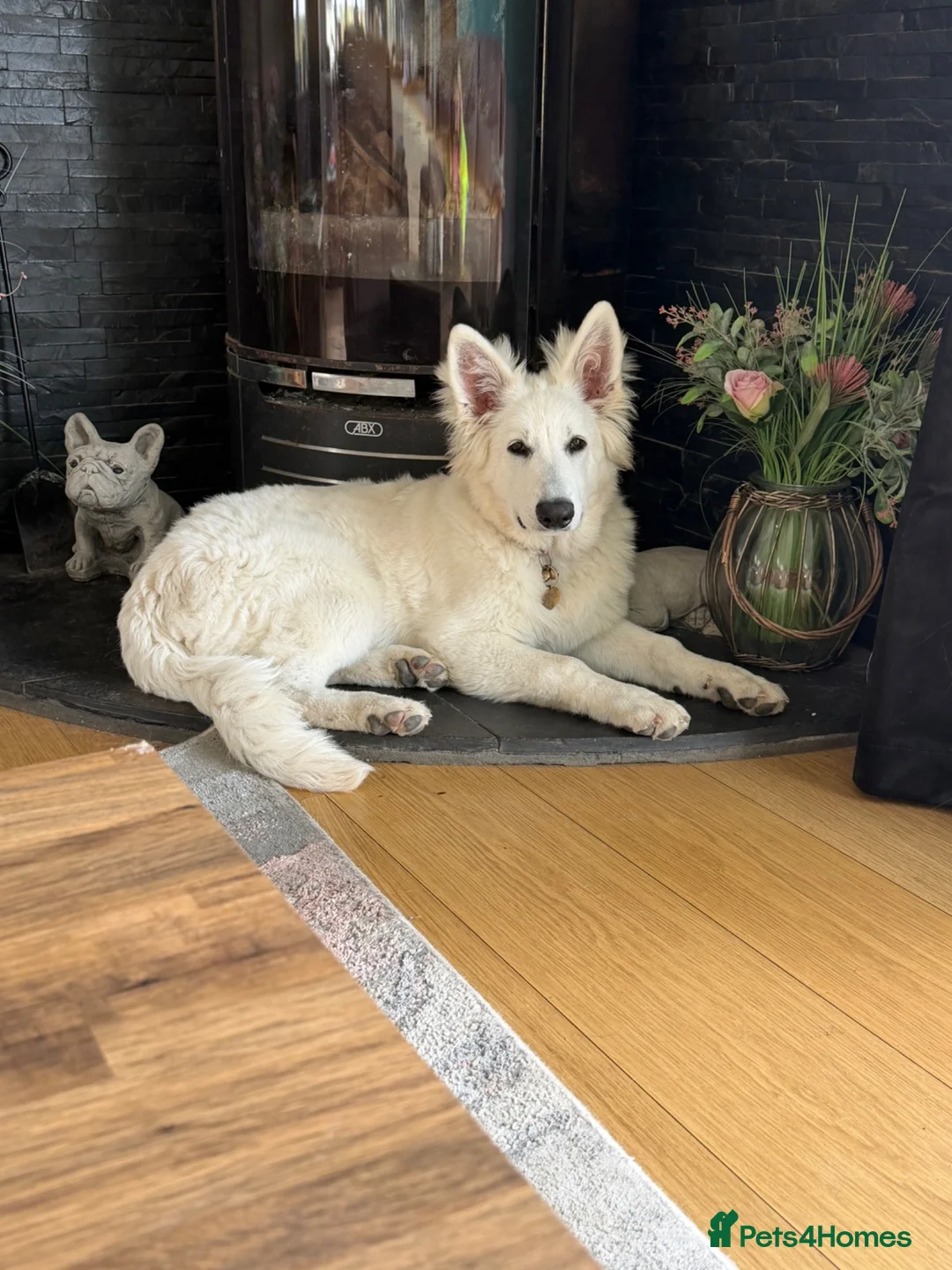 White Swiss Shepherd dogs for sale: White Swiss Shepherd  - Advert 2