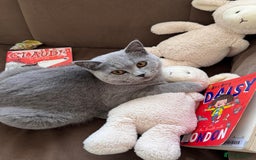British Shorthair cats for sale: Adorable  - Image 2
