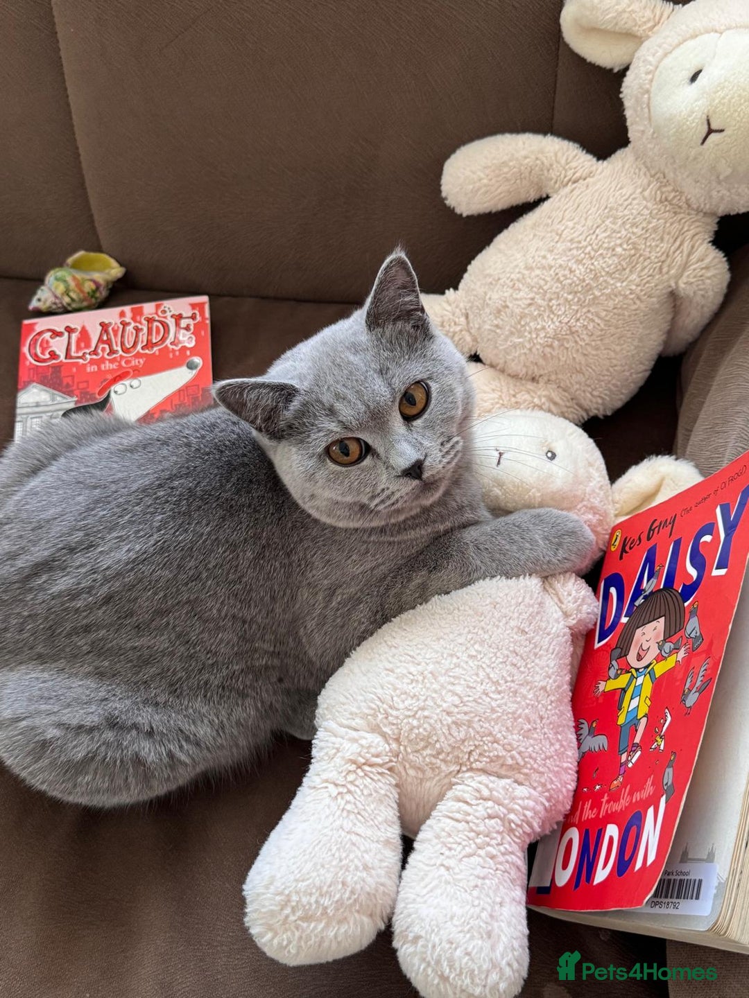 British Shorthair cats for sale: Adorable  - Image 2