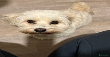 Bichon Frise dogs Bichon puppies for sale - Advert 16