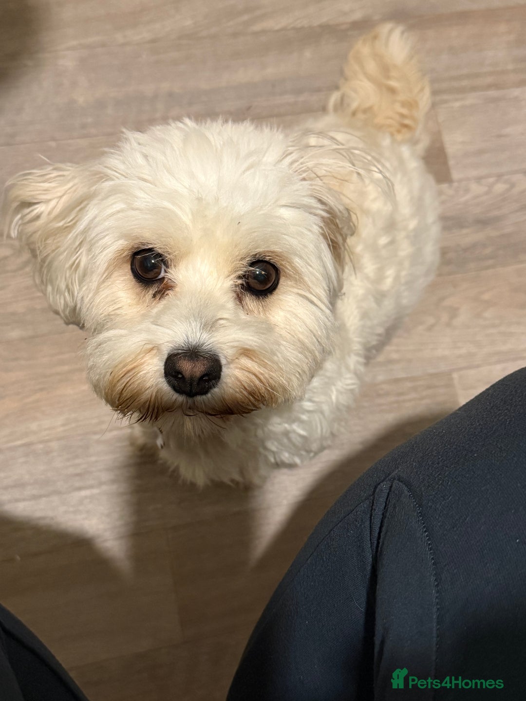 Bichon Frise dogs for sale: Bichon puppies for sale - Advert 2