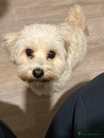 Bichon Frise dogs Bichon puppies for sale - Advert 13