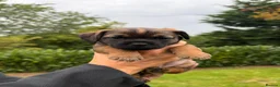 Border Terrier dogs for sale: 2 x Border Terrier Bitches.   - Advert 5